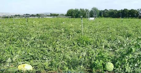 在希望的田野上 三營鎮甘溝村西瓜的種植技術探索