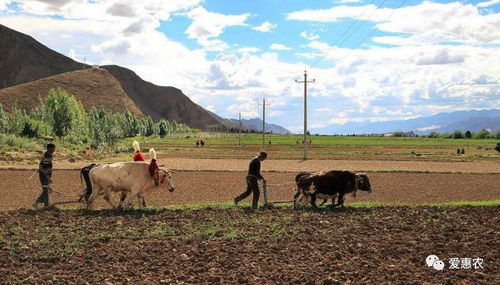 農(nóng)業(yè)機械科技飛速發(fā)展與種植大戶的技術(shù)脫節(jié) 矛盾與解決之道