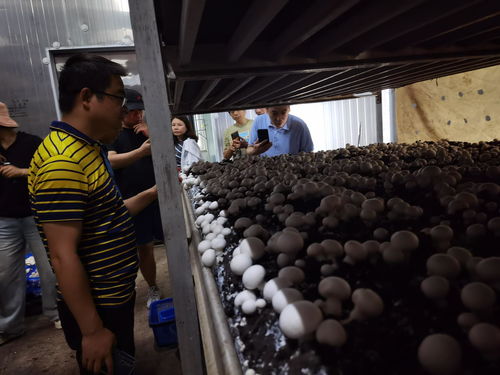 食用菌利用農(nóng)林廢棄物高效生產(chǎn)栽培技術(shù)高級研修班 推動種植技術(shù)開發(fā)與創(chuàng)新