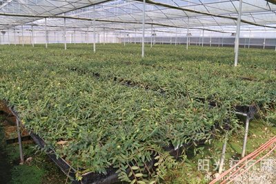 鐵皮石斛種植基地喜獲農(nóng)業(yè)科技成果轉(zhuǎn)化資金扶持，技術(shù)創(chuàng)新迎來新機(jī)遇